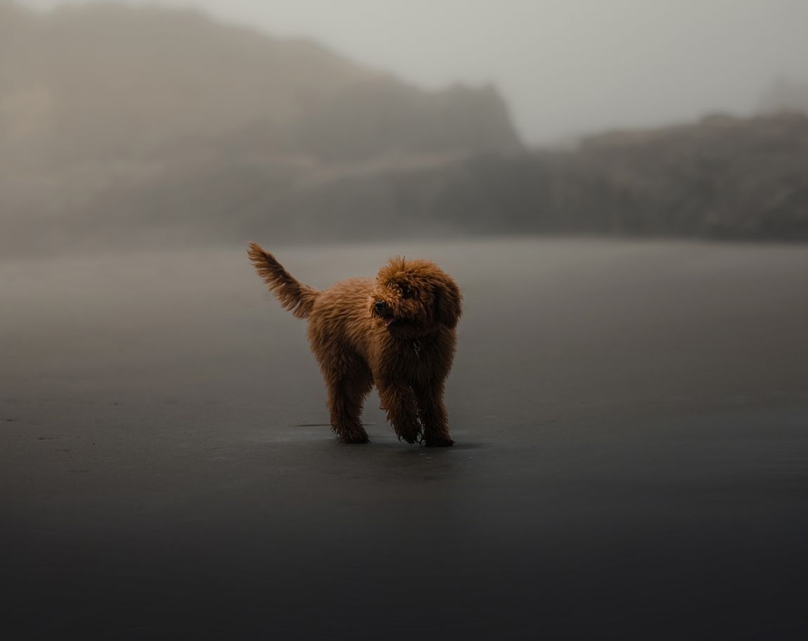 What to do if my puppy’s eyes suddenly get cloudy - Golden puppy runs along the beach during fog