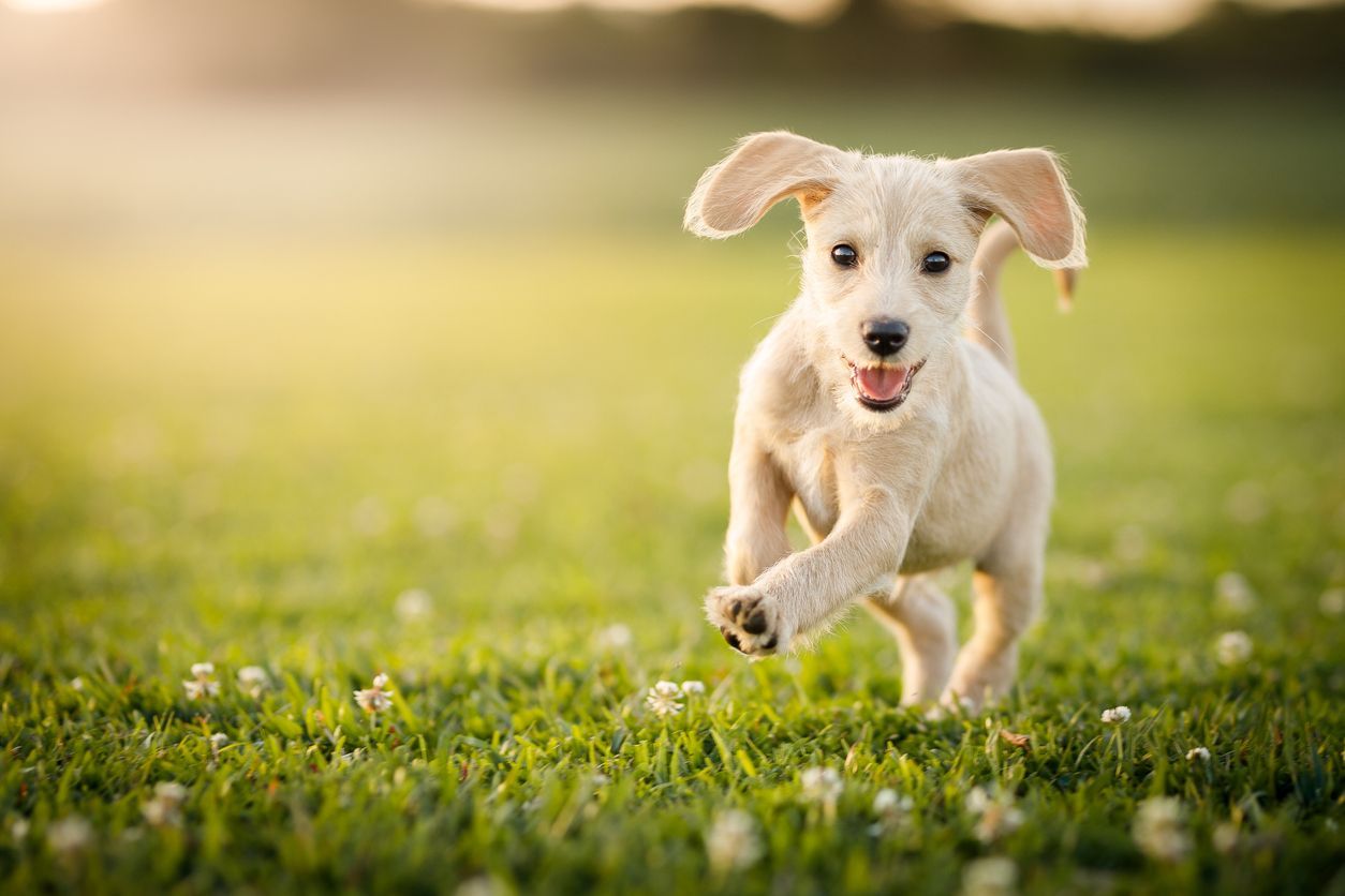 New Puppy Guide: A companion resource for your dog’s first year of life - A small white puppy galivanting through a field