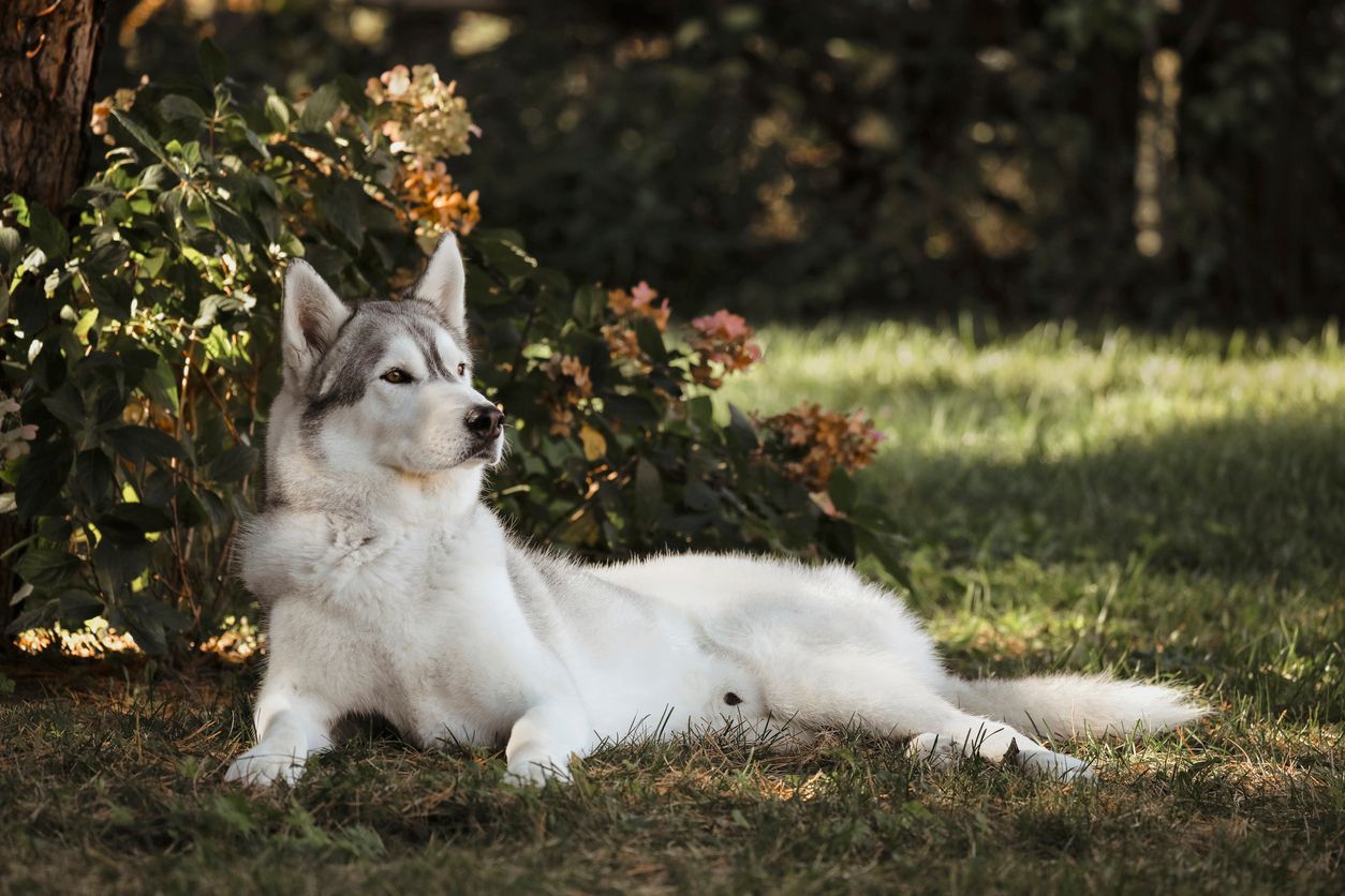 Hip dysplasia surgery in dogs: Costs and postoperative care - A six-year-old husky, lying in a garden.