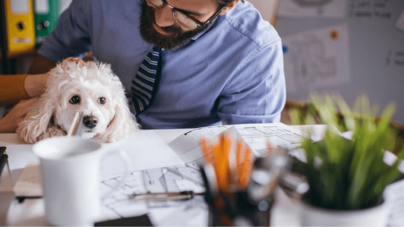 PetMed Express and Vetster reach new service partnership - Vetster