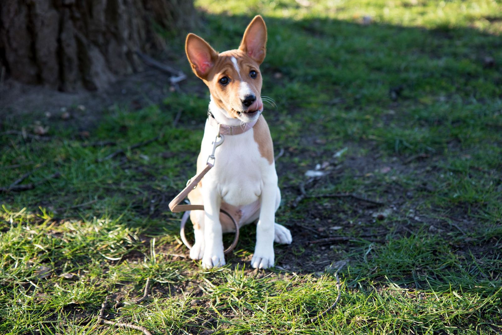A basenji sitting outside on grass listening