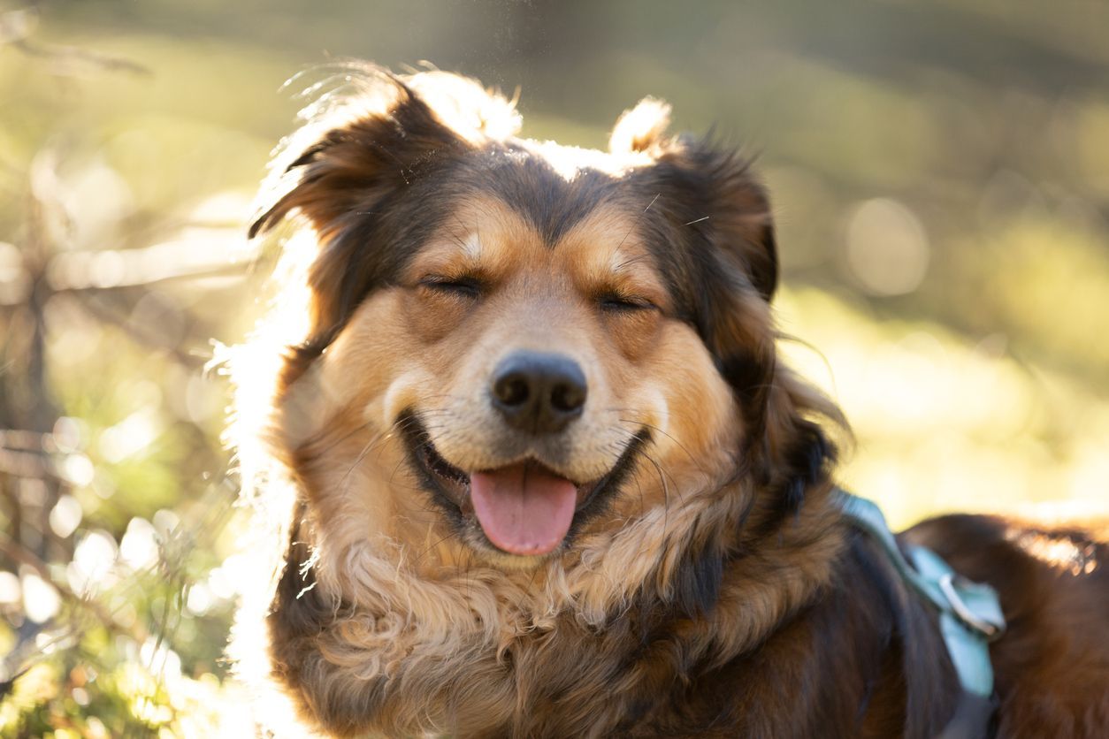 How to know what the growth is on my dog’s eyelid - A smiling golden retriever squinting in sunlight