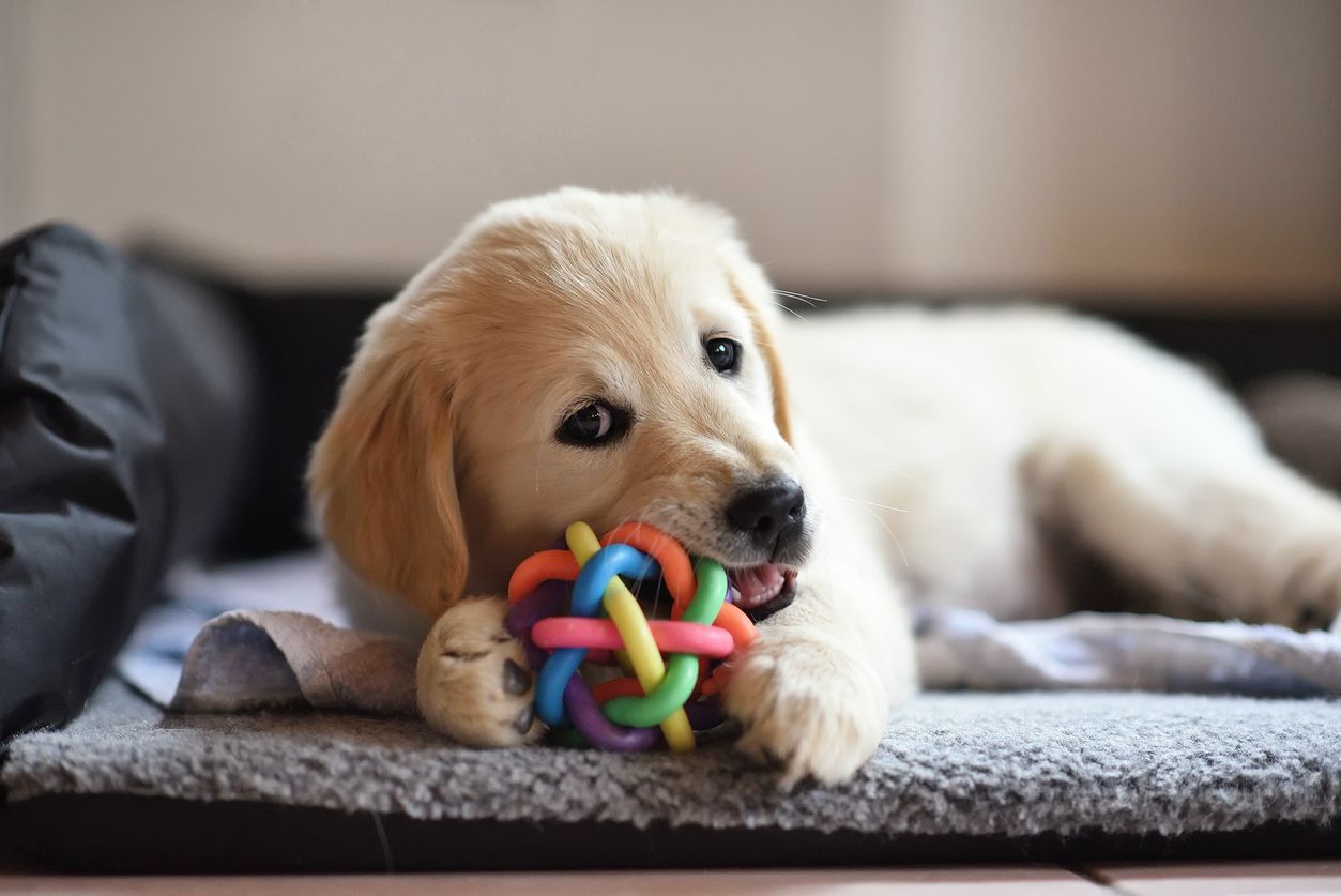 a puppy chewing a toy