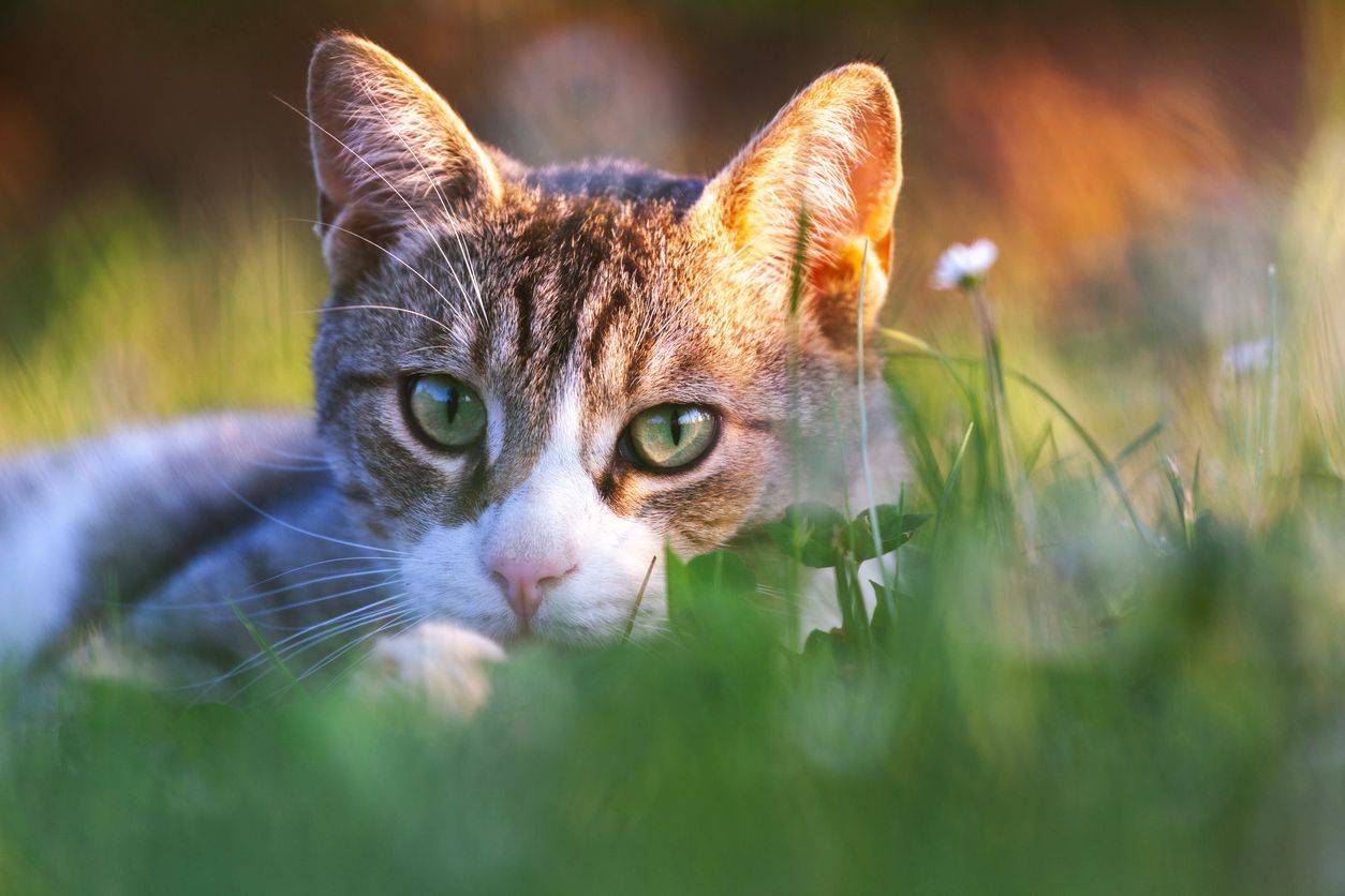 How do I know if my cat has an eye infection? - A picture of a cat lying in out-of-focus grass, with striking green eyes