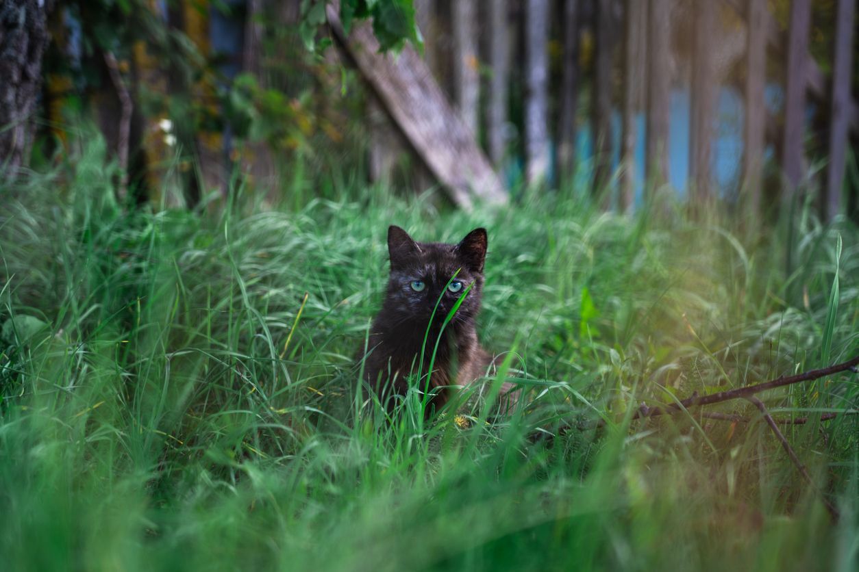  How to remove ticks from kittens - A kitten sitting in tall grass, with a wooden fence in the background