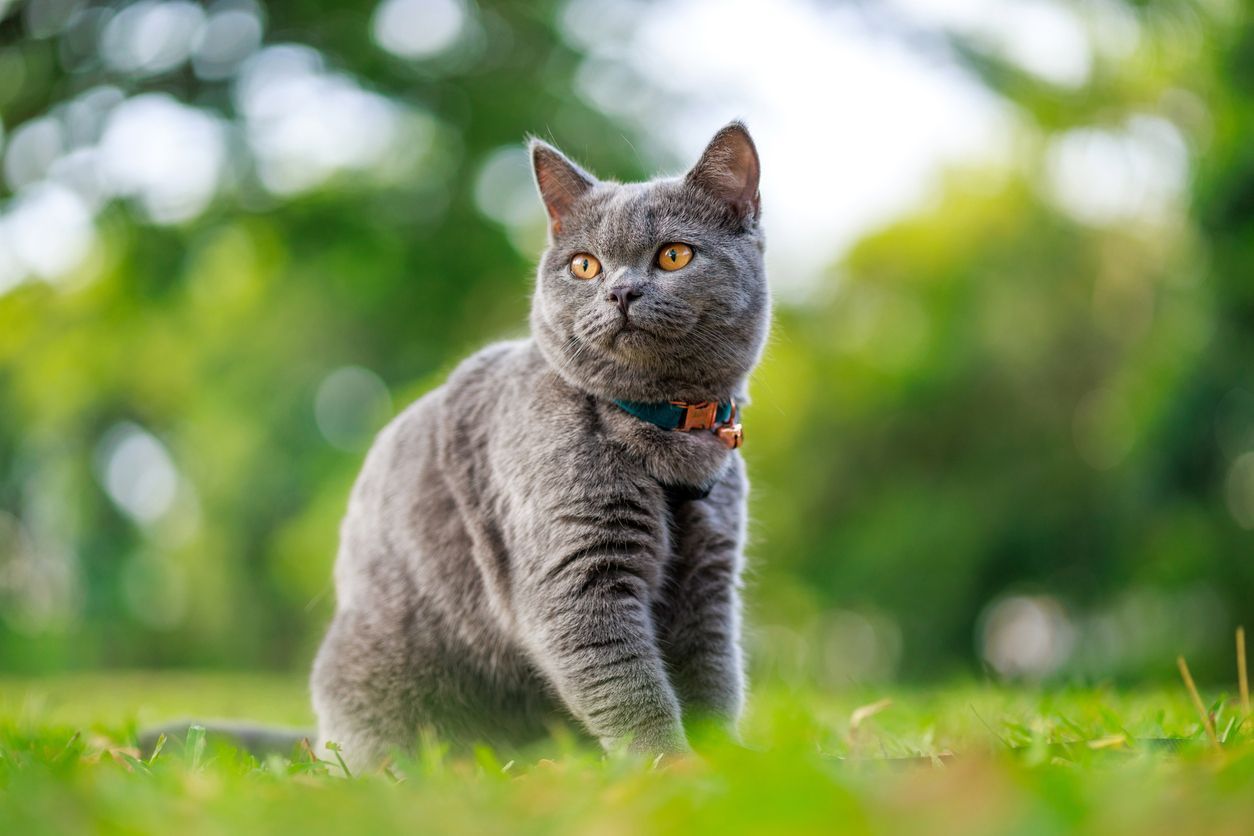 How to prevent and treat Horner’s syndrome in cats - A grey cat sits outside