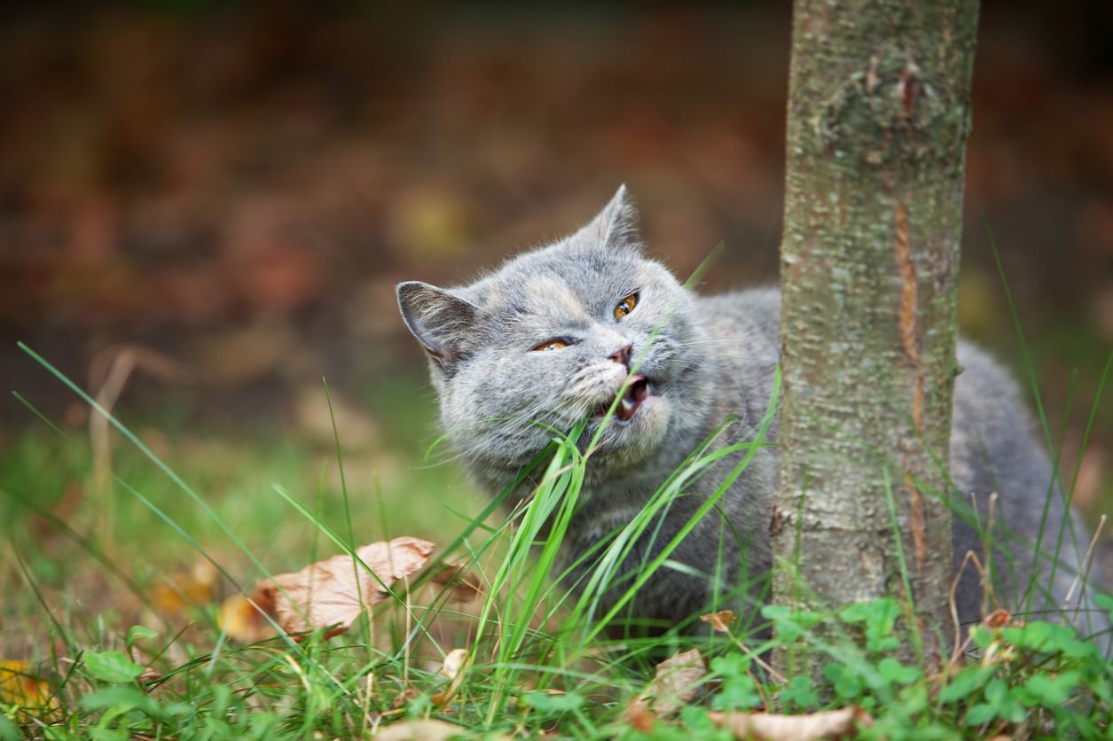 What to do if your cat has gingivitis or periodontal disease - Picture of a grey cat chewing on a piece of grass behind a tree.