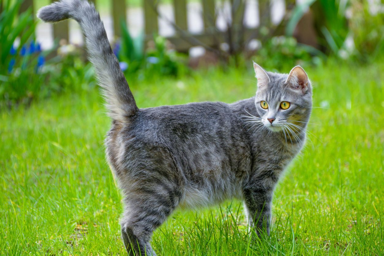 How to prevent and treat ringworm in cats - A gray tabby stands in a lawn looking over its shoulder