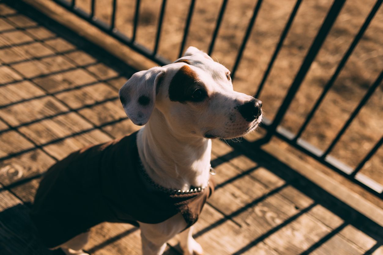 Treatment options for iron deficiency anemia in dogs - An attentive dog sits next to a metal fence at sunset