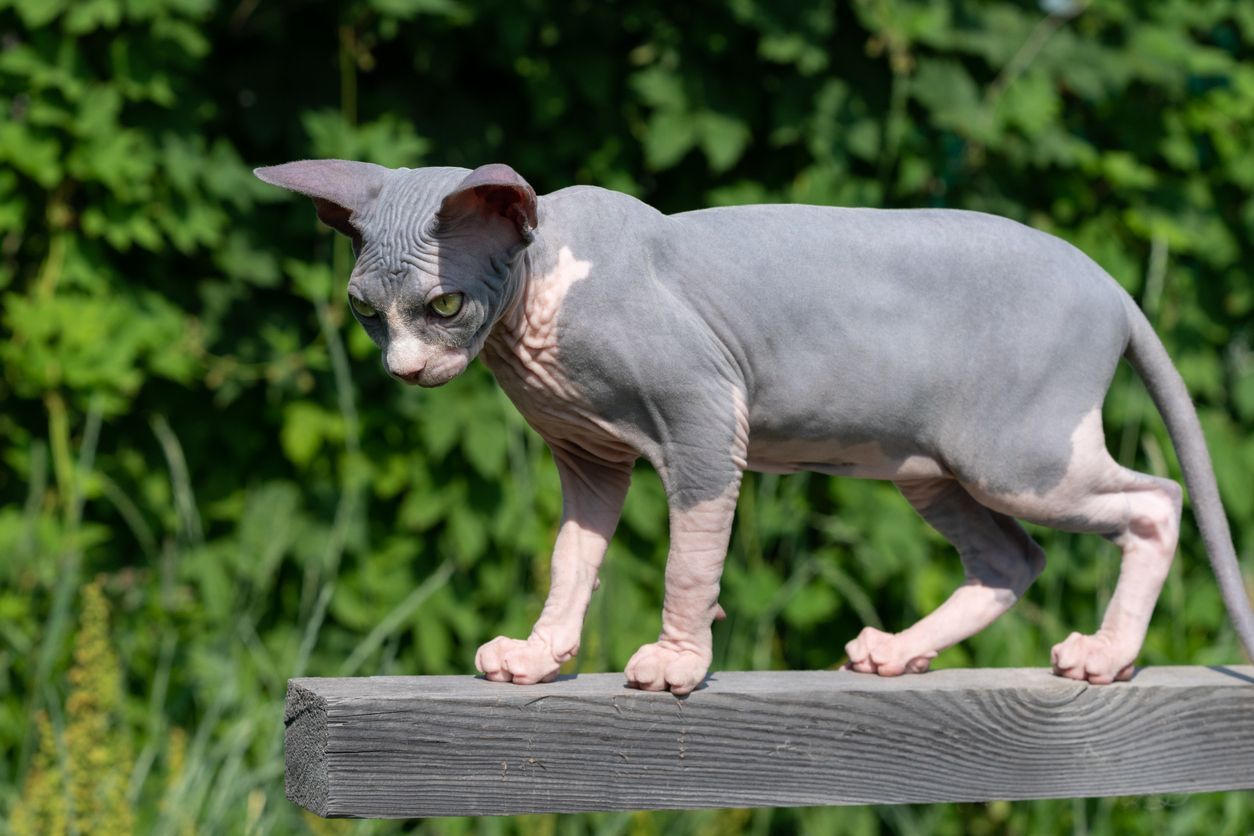 Does my cat have endocrine alopecia? Causes of hair loss in cats - A hairless cat standing on a railing outside