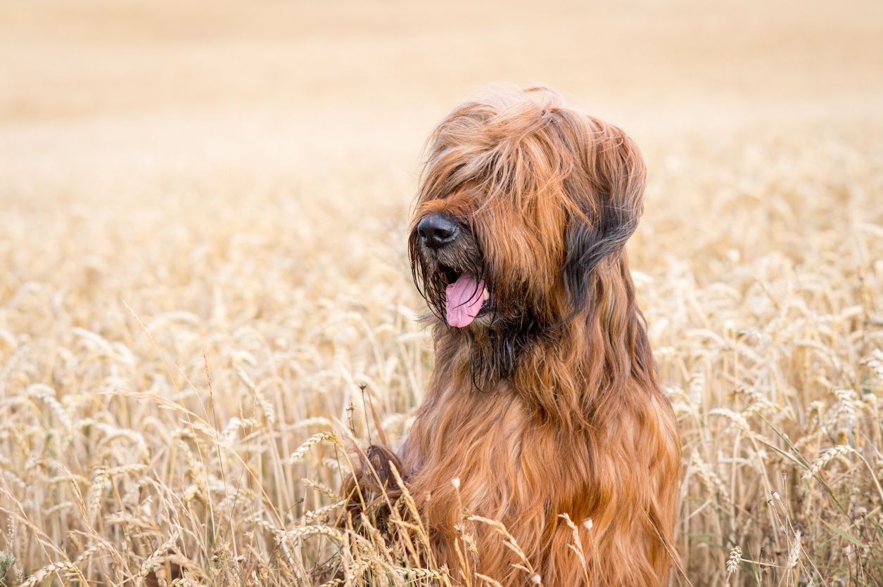 What you need to know about endocrine alopecia in dogs - A hairy dog sitting in a field with tongue sticking out