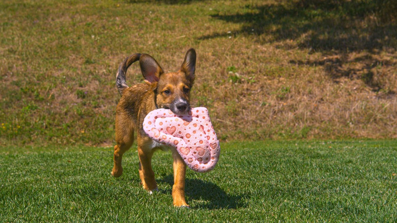 Is my dog’s breed at risk for heart disease? - A puppy running across a field with a heart-shaped stuffy in it's mouth