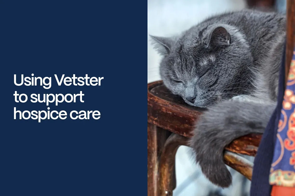 Using Vetster to support hospice care - An older grey cat sleeping in a chair, beside the article's title