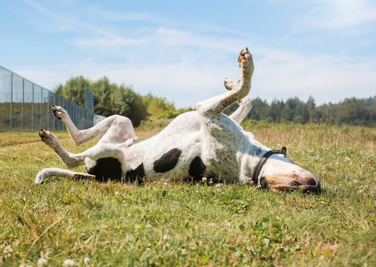 Does Zyrtec work for dog allergy symptoms? - An image of a dog scratching its back in a field