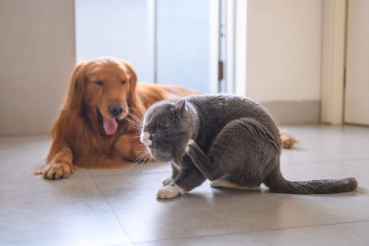 Identifying skin problems in cats and dogs: pet owners know less than they think - A cat scratches its head in front of a dog