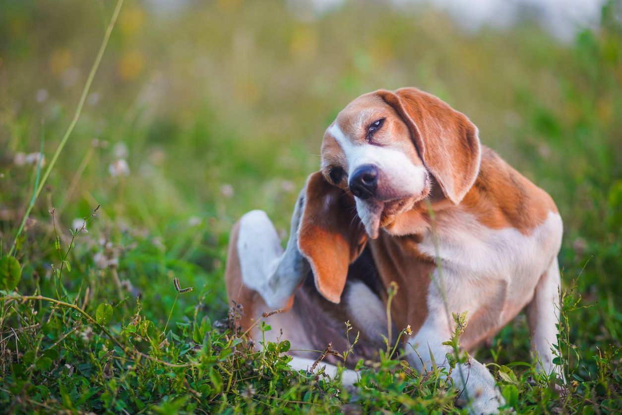 Cytopoint vs. Apoquel: Which allergy treatment is right for your dog? - A dog scratches their head in a field