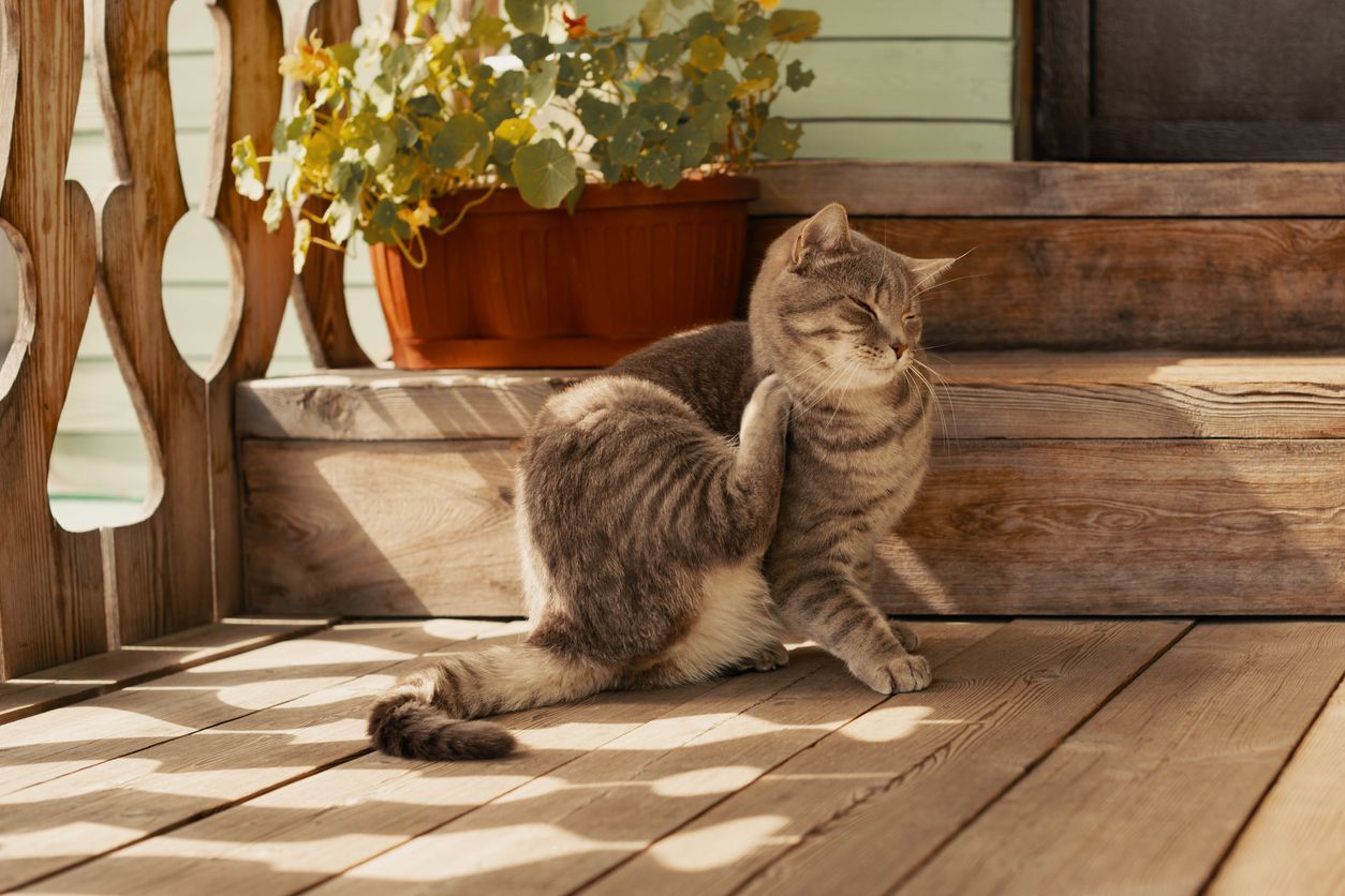 What to do if your cat has mange - Itchy cat on a porch