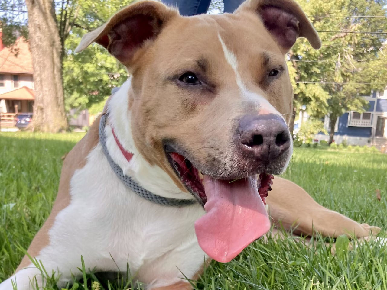 What To Know About Ohio’s New Law Making Virtual Vet Visits Easier For Pet Owners - Vetster