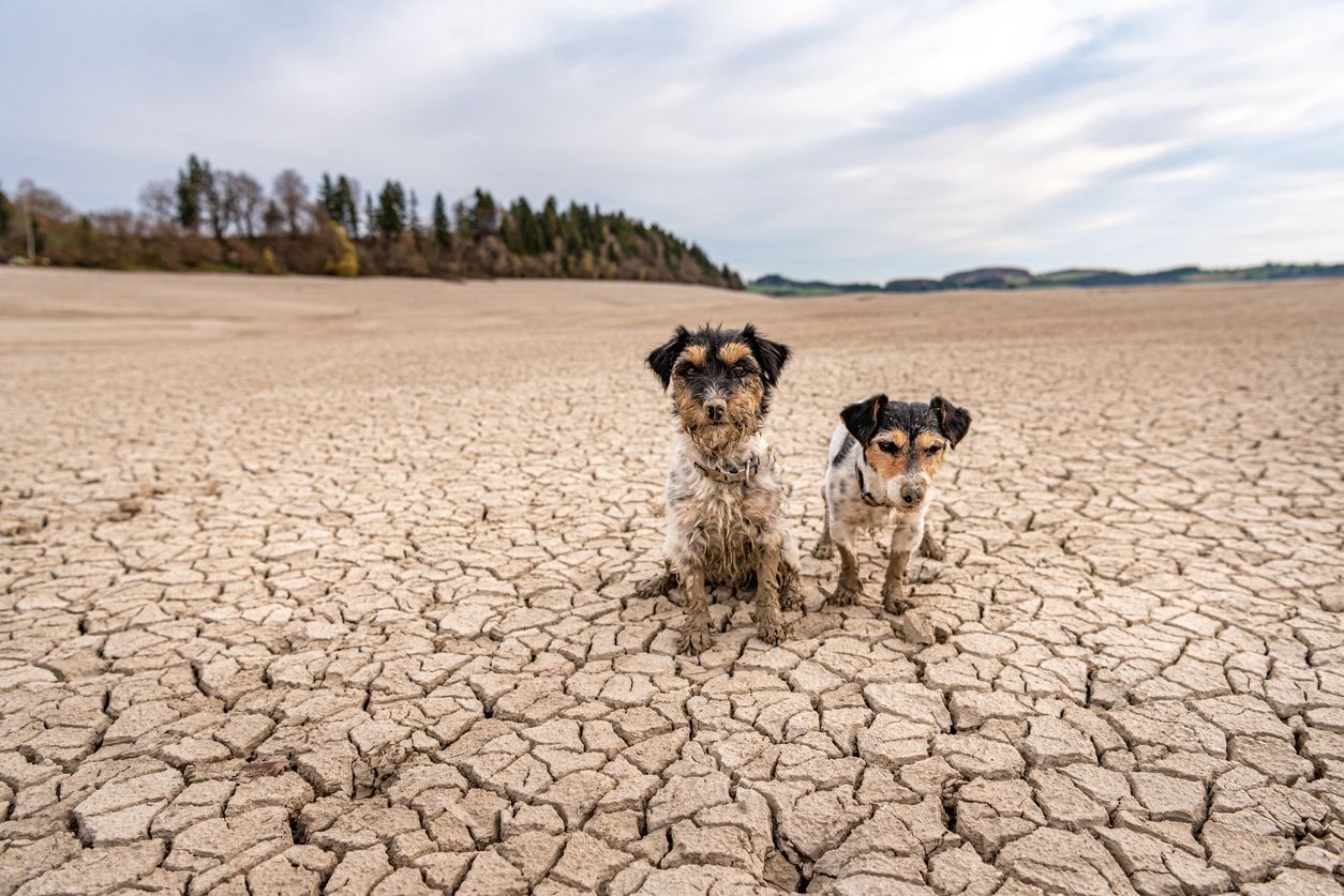 Can a nutritional deficiency cause my dog’s paws to be dry and cracked? - A pair of Jack Russel Terriers sit on cracked sand