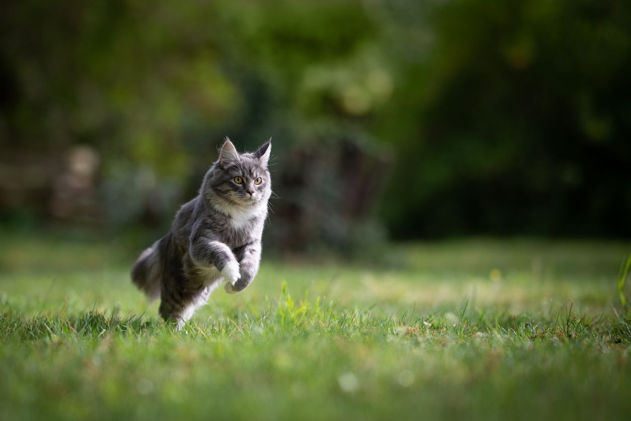  How your pet’s fleas affect you - Cat jumping in a field