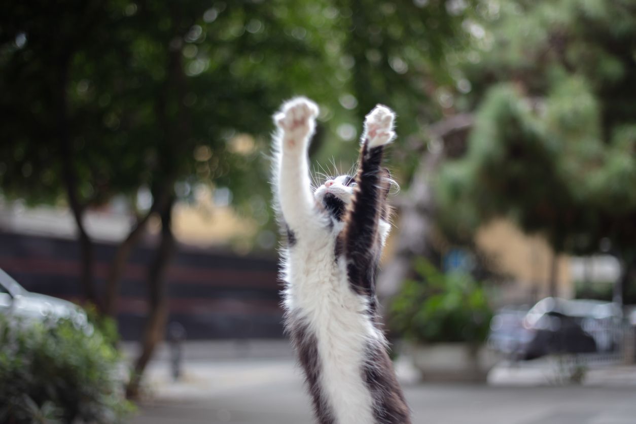 Why is my cat having trouble jumping up to high places? - Playful stray cat is jumping on the street.