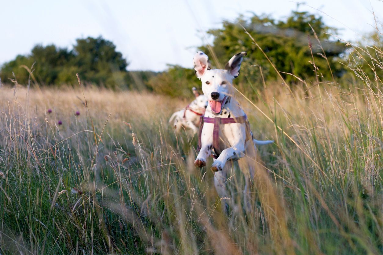 Tick prevention for dogs: what owners should know - A small white dog jumping in long grass