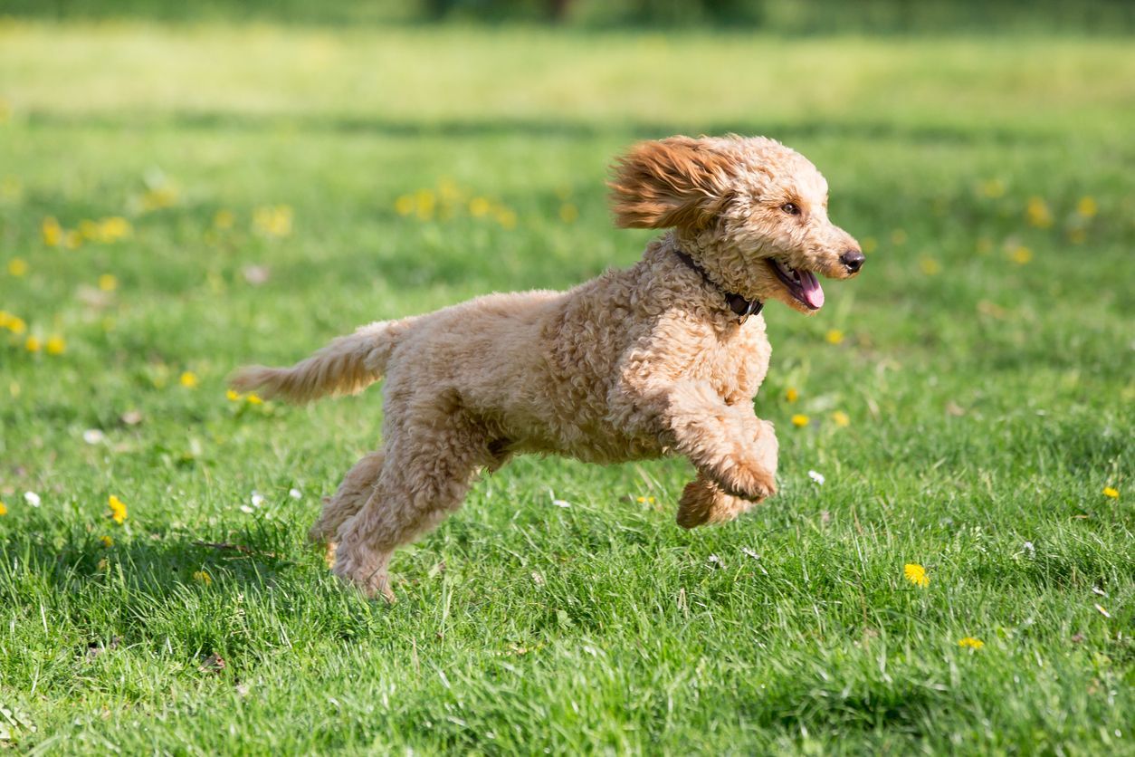 What to do if your dog is peeing blood - Picture of a happy looking little dog jumping in a field