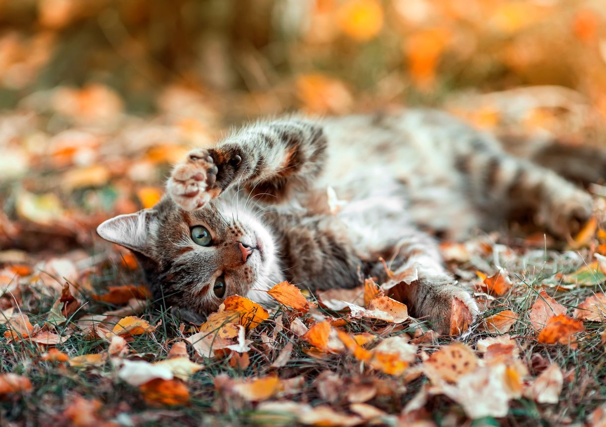 Cats with trouble walking: Understanding and treating ataxia - Striped cat lies in the autumn sunny garden