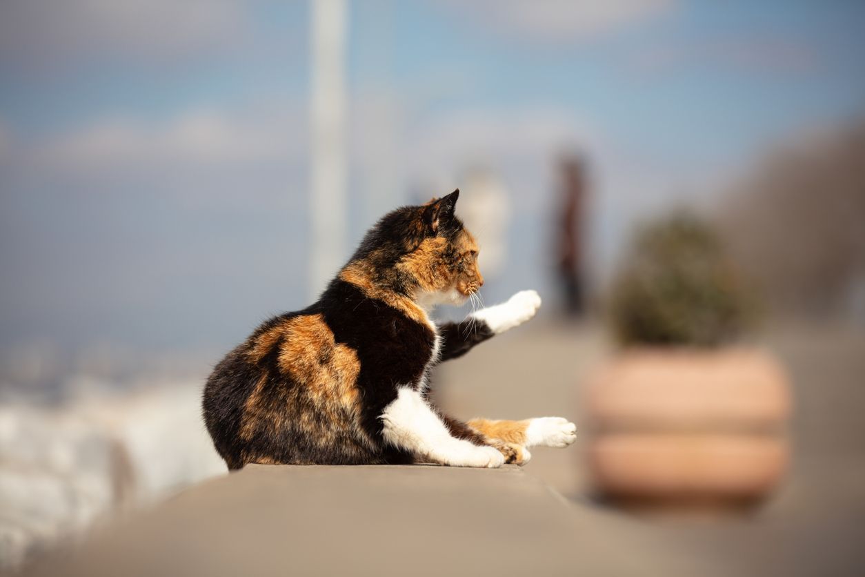 How to treat luxating patella in cats - Picture of a cat sitting on a ledge, raising a leg