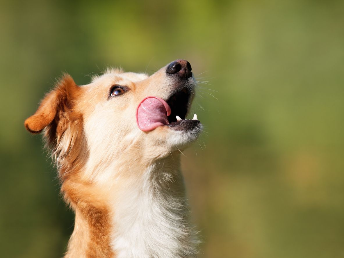 Can I give my dog aspirin for a limp or joint pain? - Dog licking it's face with it's mouth open