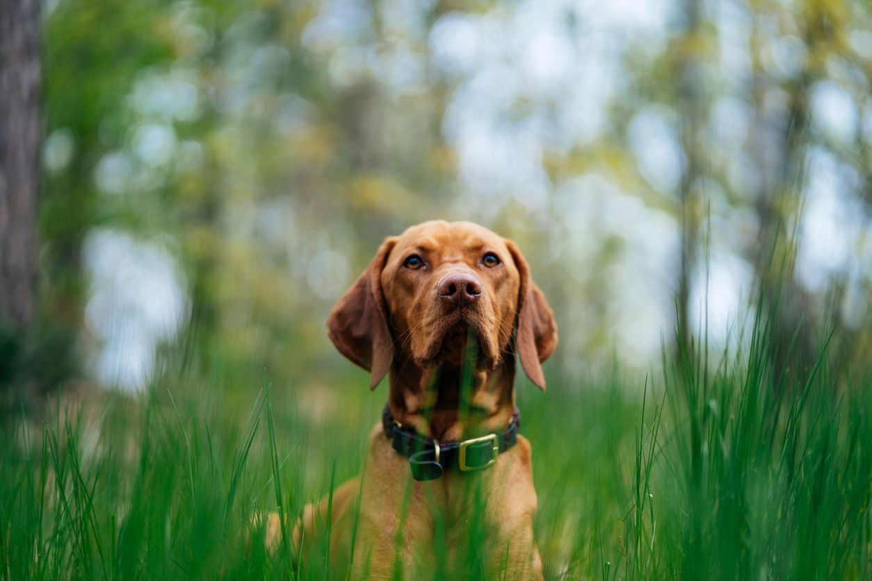 Identifying grass allergy symptoms in dogs - A dog lays in long grass