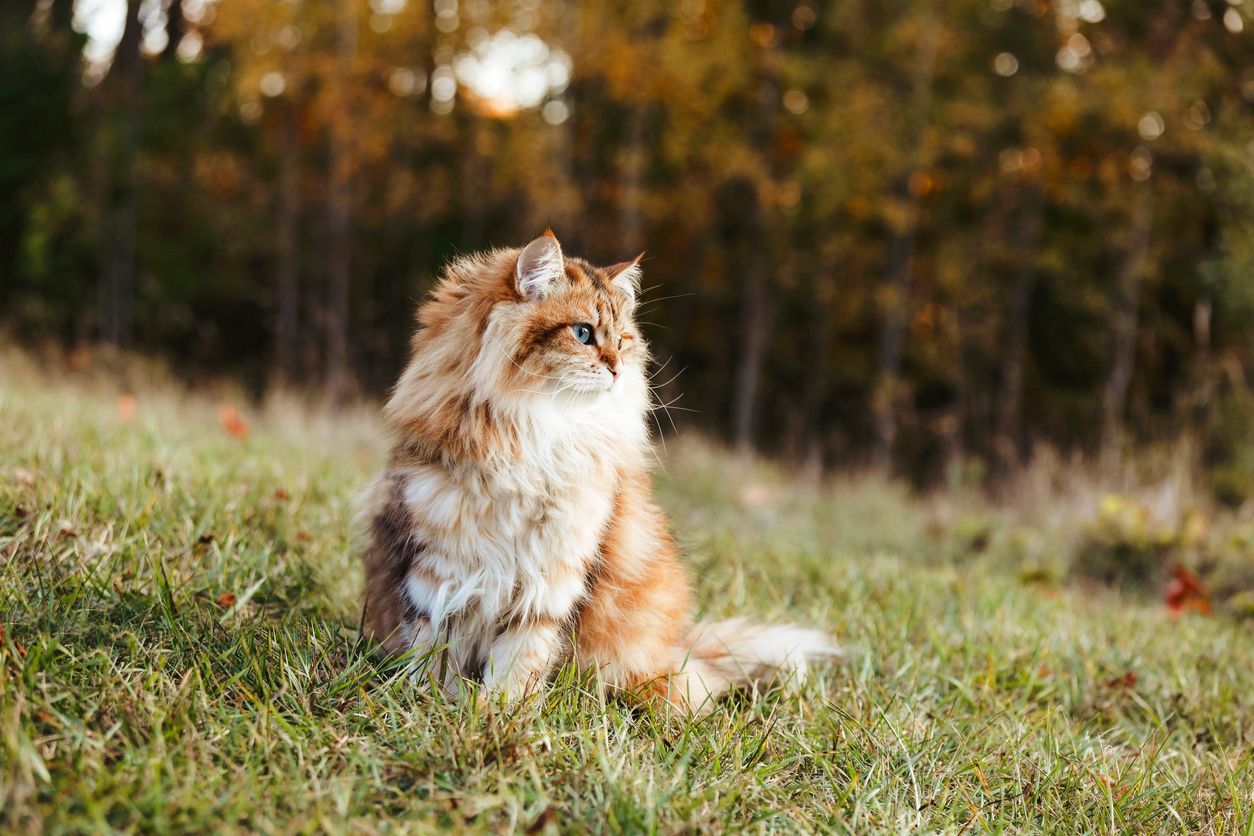 Difficulty breathing in cats: Heart or respiratory issue? - Long-haired cat outside in grass