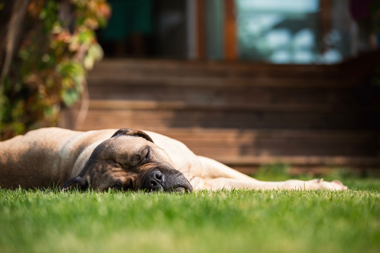 Why can’t my dog stand up? - A large dog lying in grass