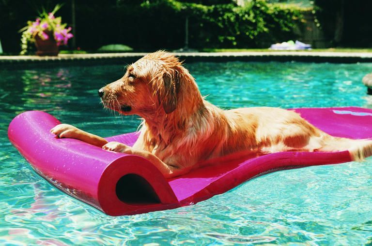 Extreme heat and pets: How to keep your furry friends cool - Vetster