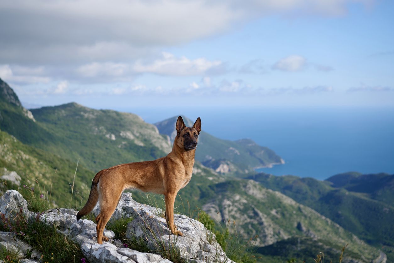 Do dogs eat rocks because of nutritional deficiencies? - A Malinois dog overlooking a mountain view