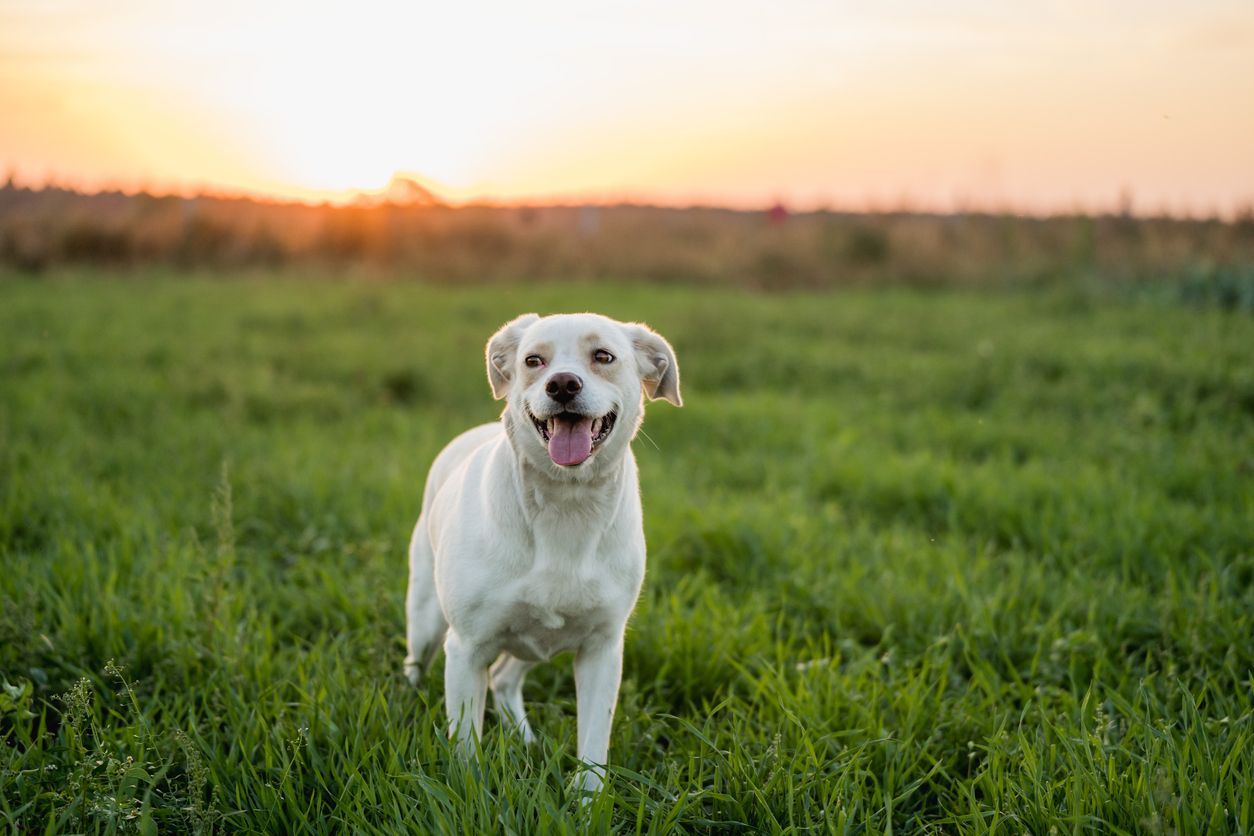 Can dogs have heart attacks? Signs of heart problems in dogs - A white dog smiles while on a walk through a meadow