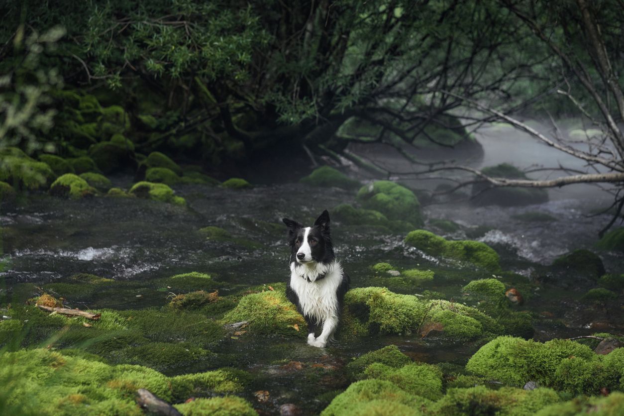 How to prevent and treat blastomycosis in dogs - A border collie stands on a mossy rock by a forest river