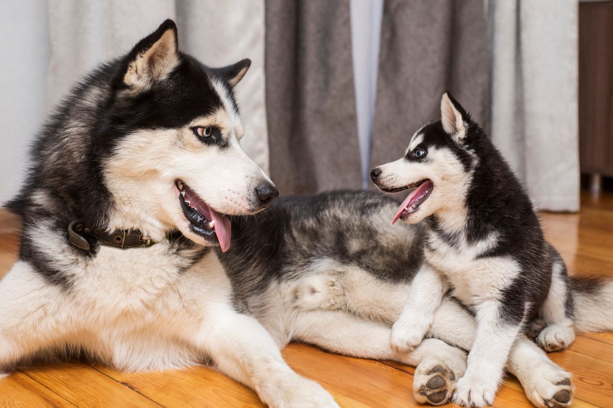 Puppy puberty and heat cycles explained - A mother husky with its puppy sitting on a wooden floor