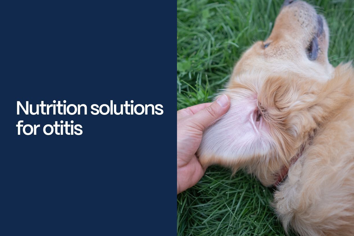 Nutrition solutions for otitis - A dog lying on grass while someone pets their head with the title of the article imposed on the left