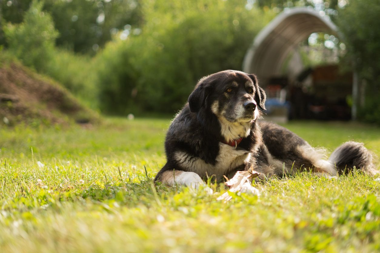 How to care for a dog with a heart murmur - A dog lies in the grass, watching the camera