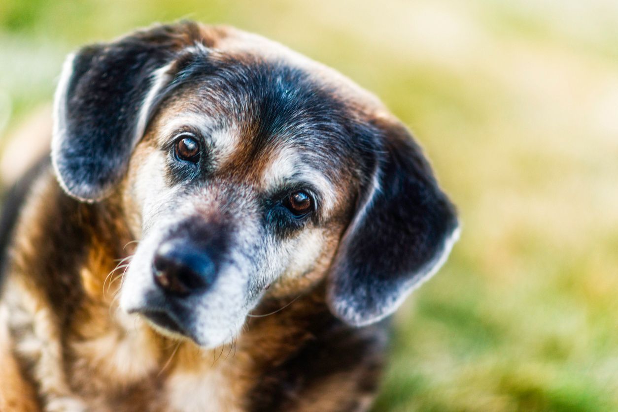 How to treat dilated cardiomyopathy in dogs - An elderly dog looking at the camera, head cocked querulously 