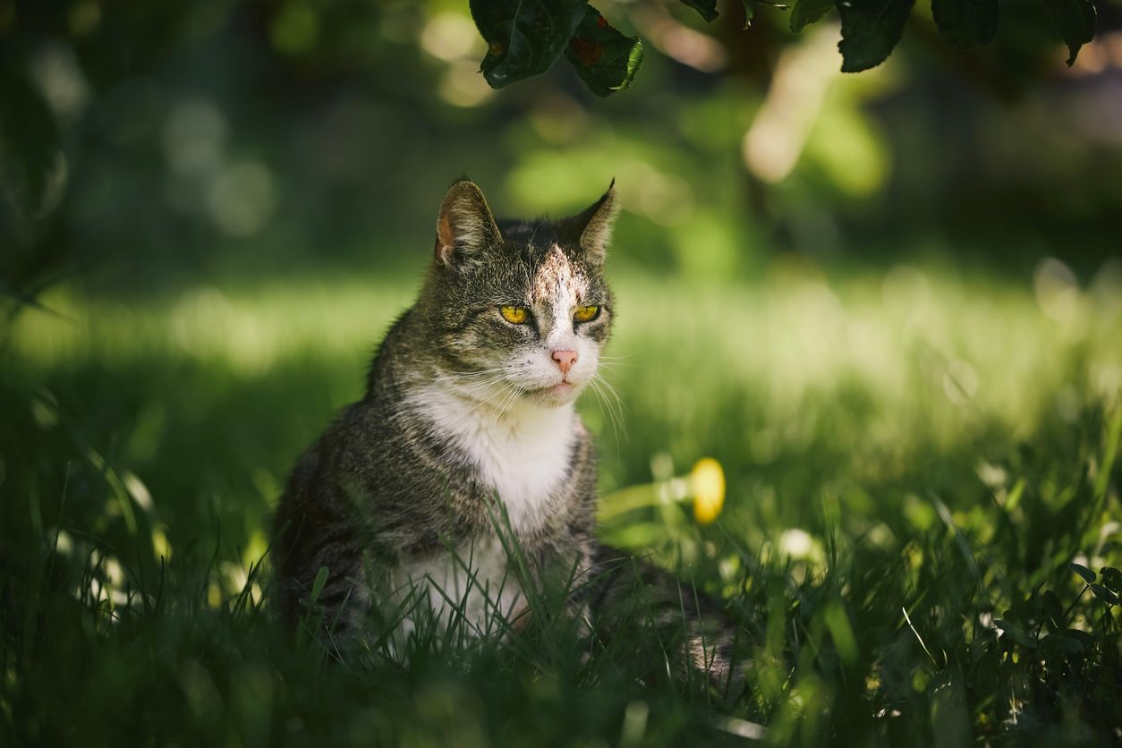 What to do if your cat has arthritis and what you can do at home - Outdoor portrait old cat in backyard.