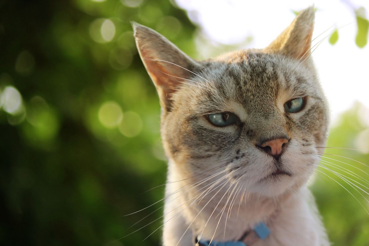 What are the signs of hyperthyroidism in cats? - Picture of an elderly cat against an out-of-focus outdoor backdrop