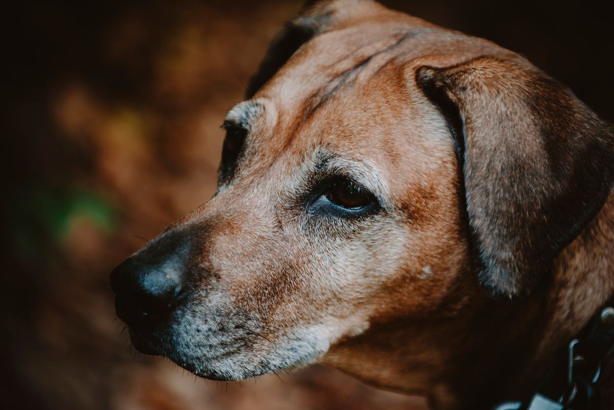 Signs and management of cognitive dysfunction in dogs - A portrait of an older dog before a blurred autumn background
