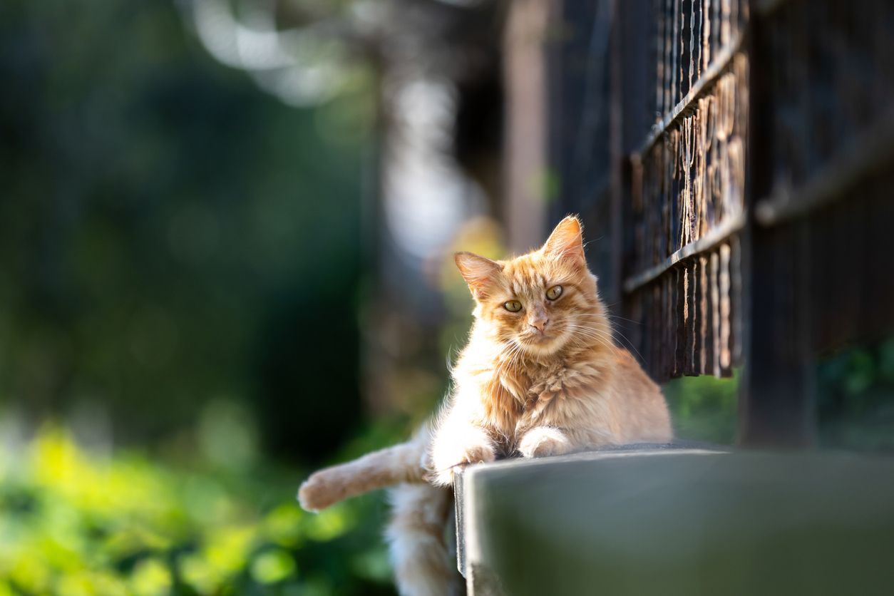 How to treat and prevent iron deficiency anemia in cats - A ginger cat sits next to a wrought iron fence
