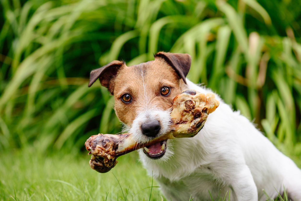 Causes of high calcium in dogs and the role of nutrition - A dog chews a large bone outside