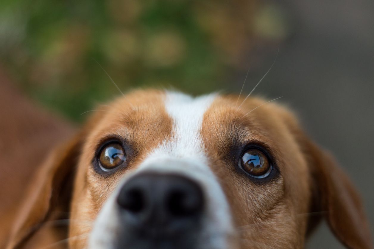  Will my dog’s stye go away on its own? - A close up of a beagle's face, with a blurred outside background