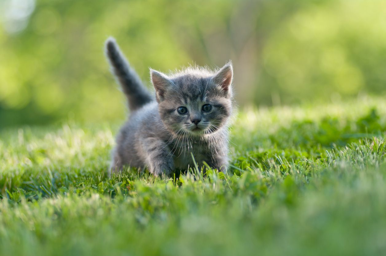 New Kitten Guide: A companion resource for your cat’s first year of life - A grey kitten walking outside in a field, looking towards the camera