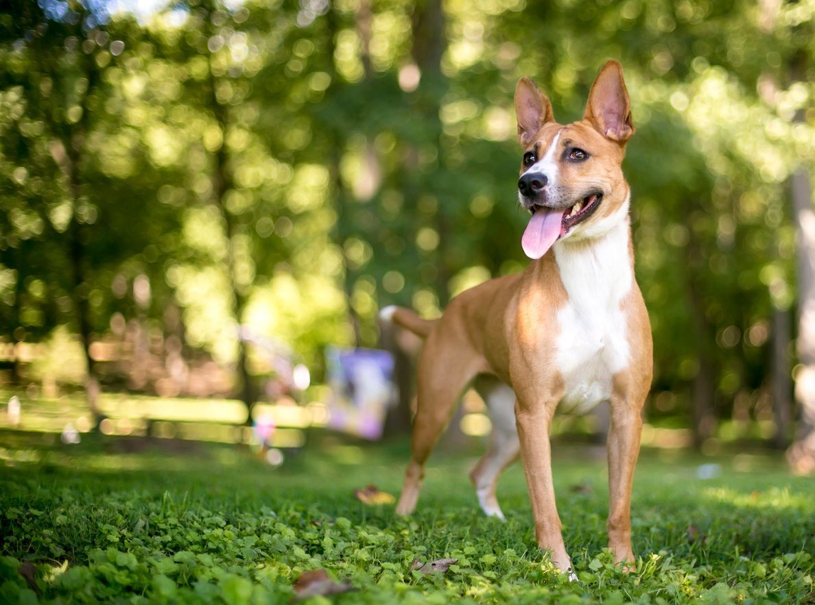 Top dog breeds prone to skin allergies - A picture of an Outside Terrier against a park's background