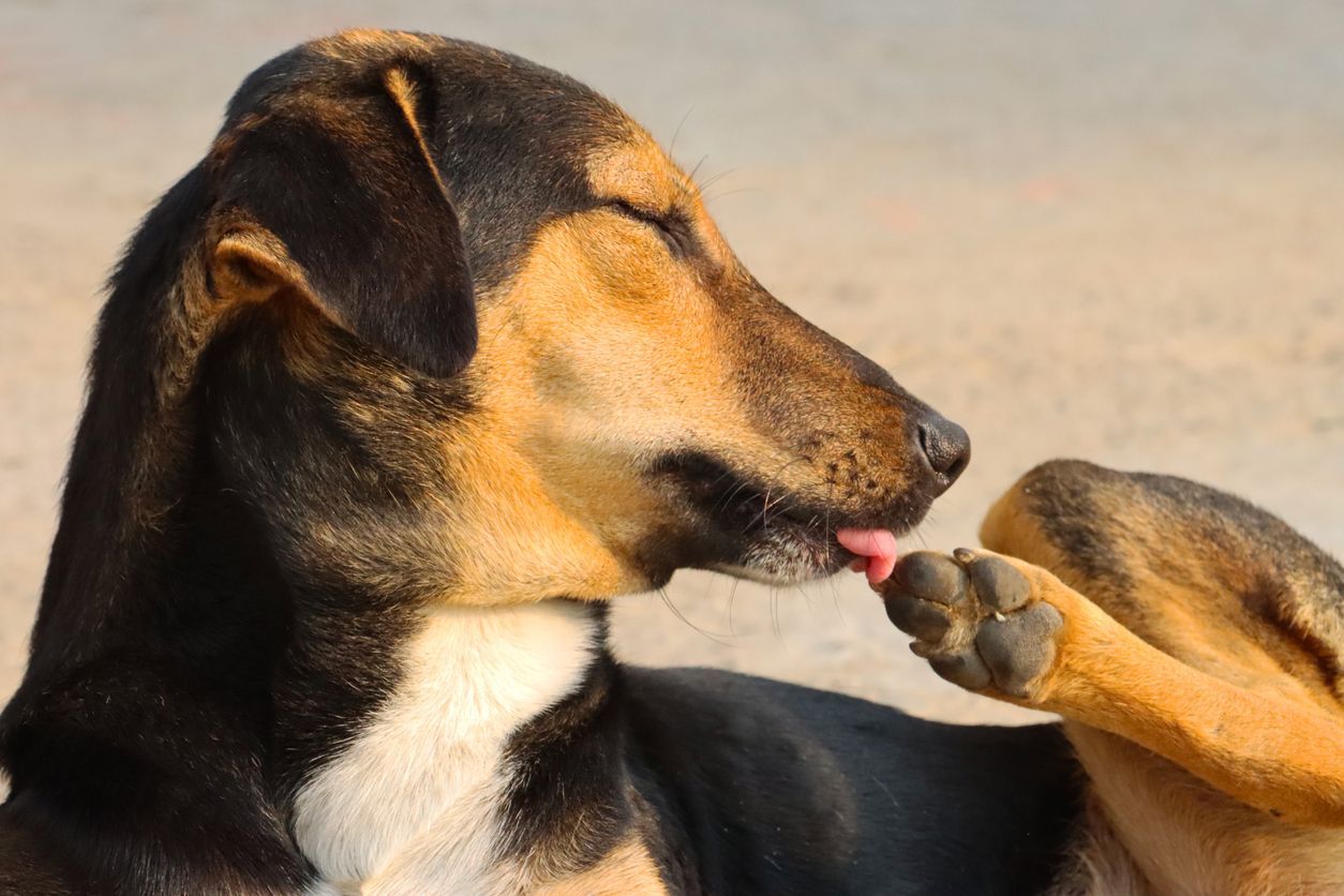 Paw licking in dogs: Allergies, anxiety, or something else? - A dog licks its paw while lying in the sun